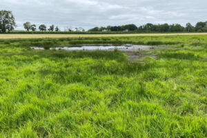 Pond in the middle of a field