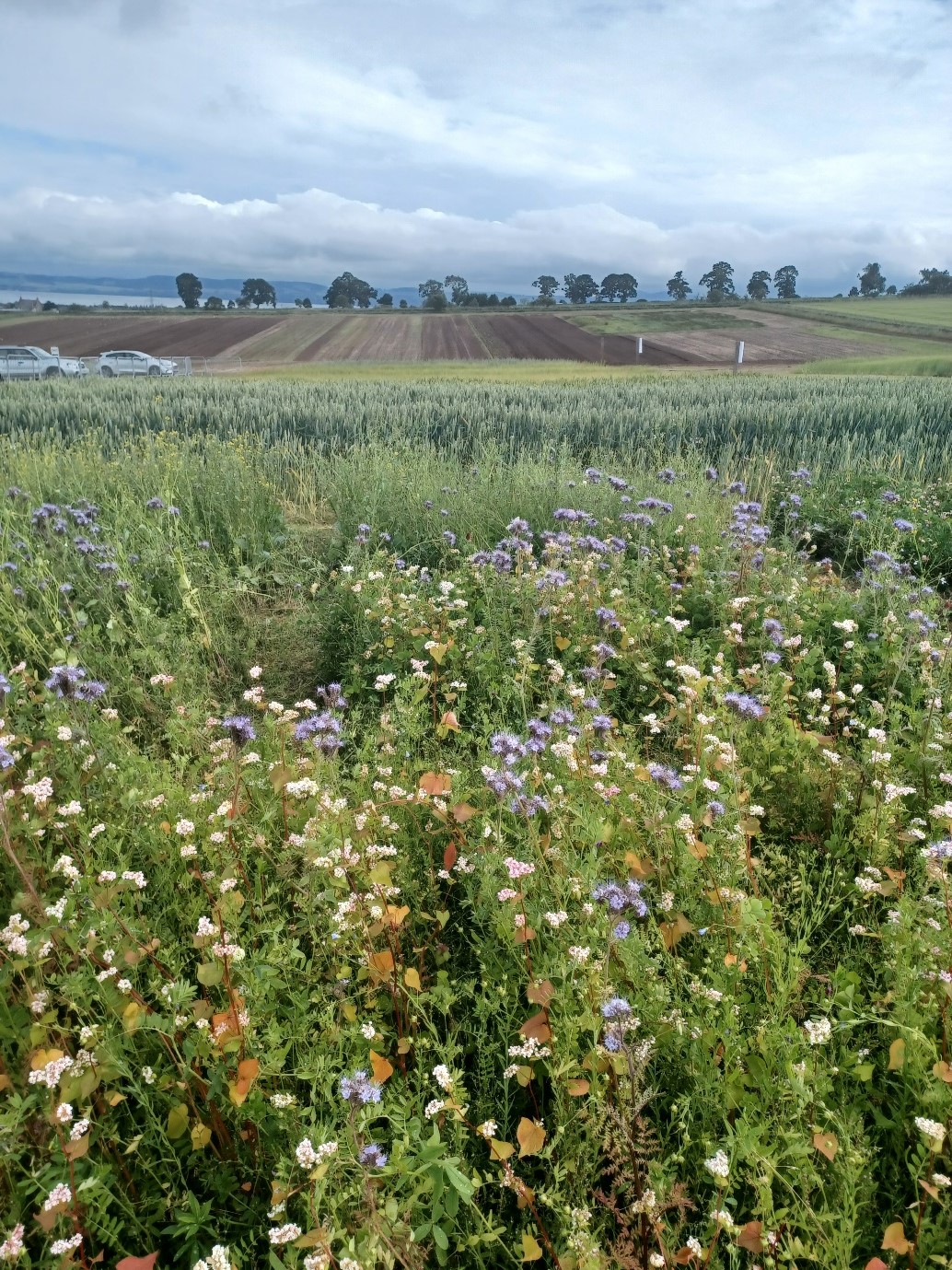 Green manures and conservation rich cover crops on show at Arable Scotland.