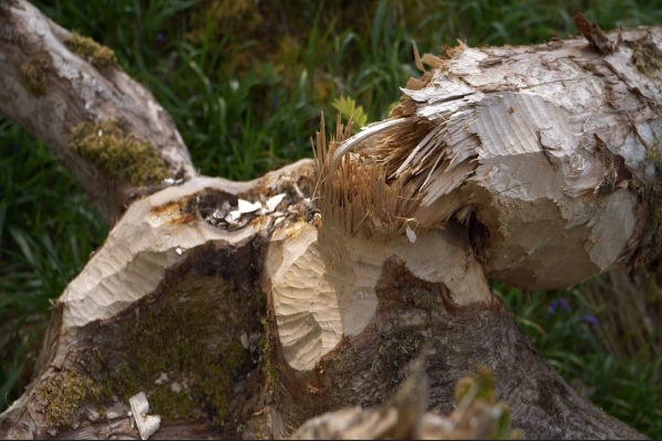 Re-wilding Beavers