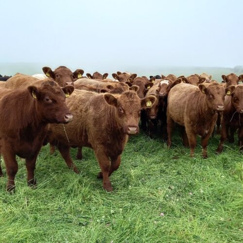 Group of beef cows in a field