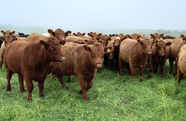 Group of beef cows in a field