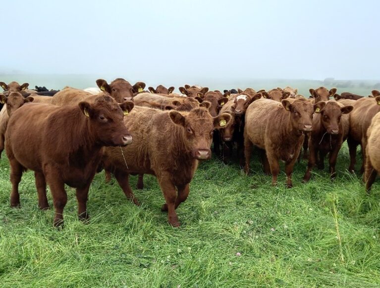 Group of beef cows in a field