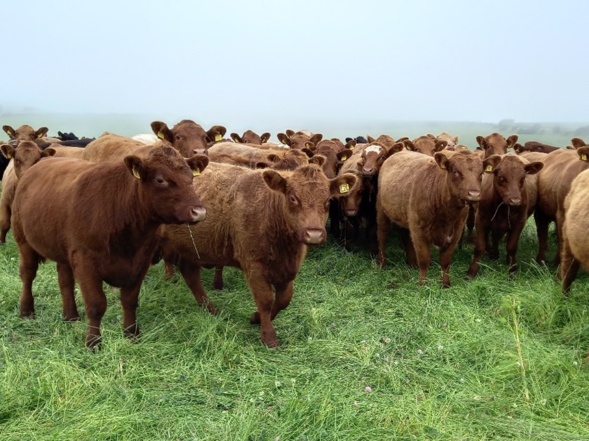 Group of beef cows in a field