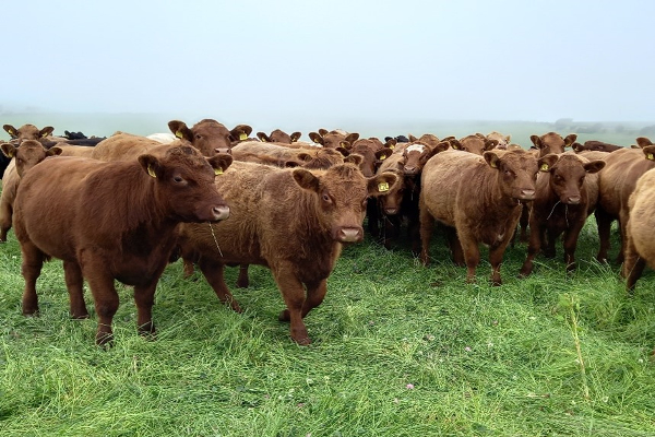 Using Statutory Livestock Records: Improve Performance