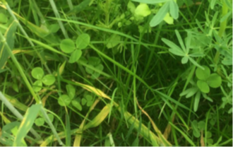 White Clover in Grazing Paddocks