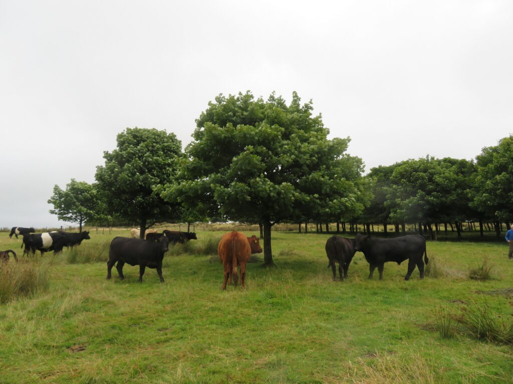 Cows under a tree in a field