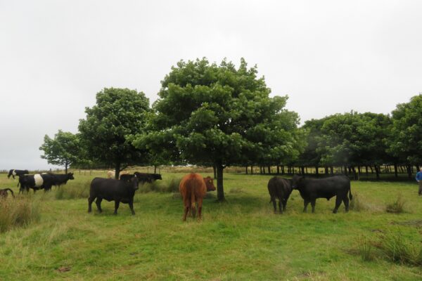 Cows under a tree in a field