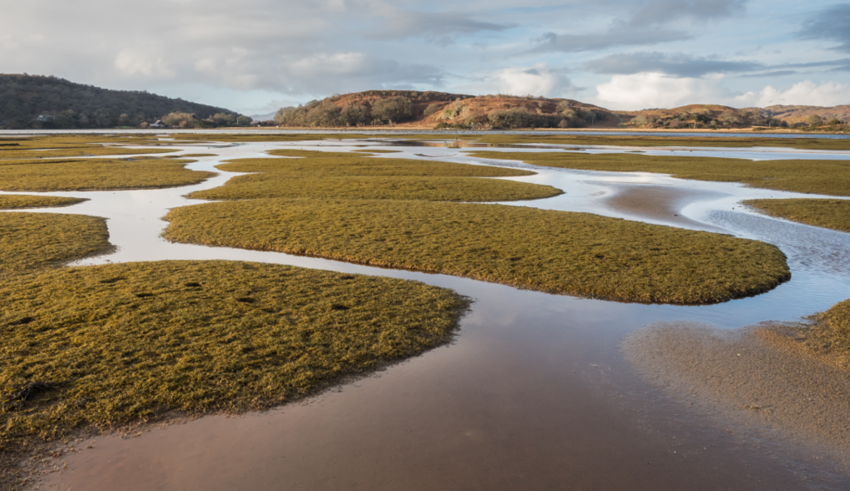 Saltmarsh_2