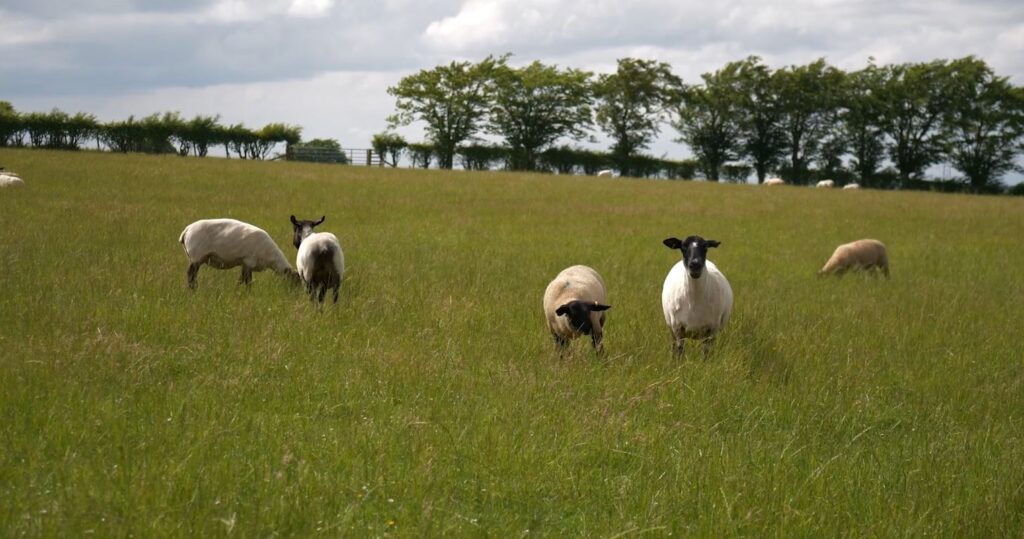 Sheep Grazing in a field
