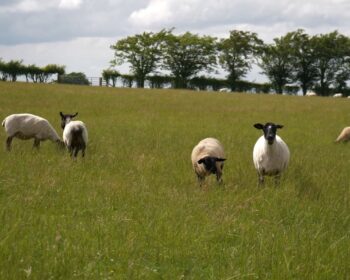 Sheep Grazing in a field