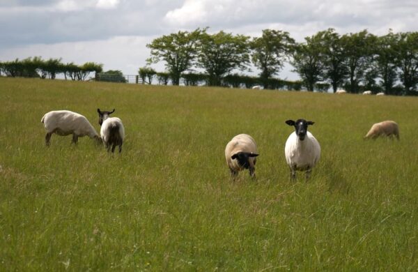 Sheep Grazing in a field