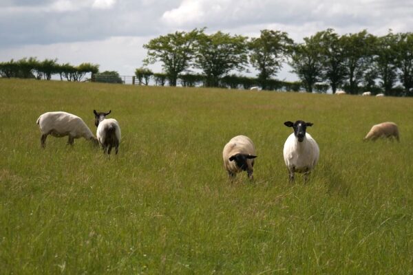 Sheep Grazing in a field
