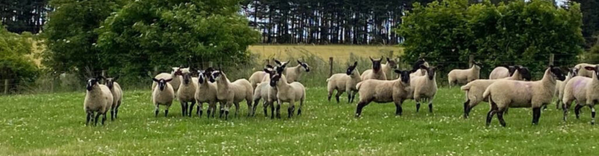 Weaned Lambs Banner