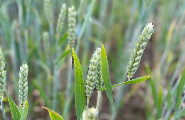 Wheat 2 Taken from Arable Scotland 2023