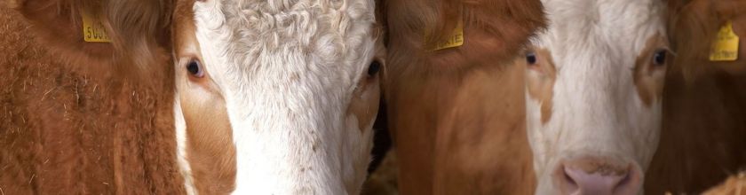 beef cow banner beef cow banner