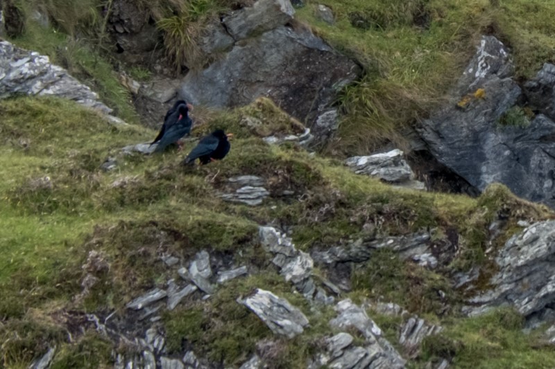 Choughs on Islay © H Bibby. 