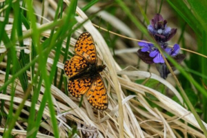 Pearl-Bordered Fritillary Butterfly