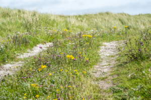 Machair