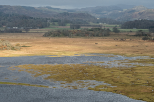 Saltmarshes