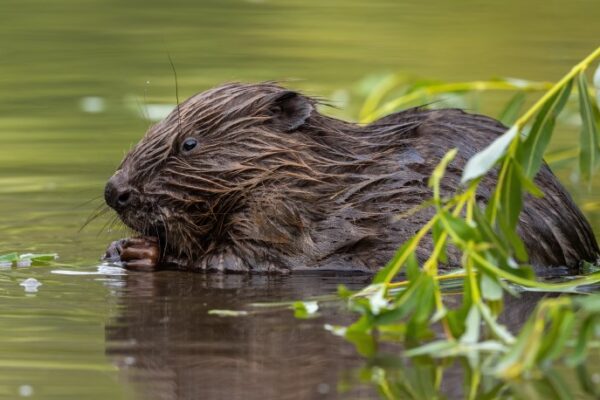 Rewilding