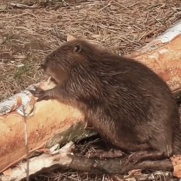 Beaver video 1 Beaver knawing on a log