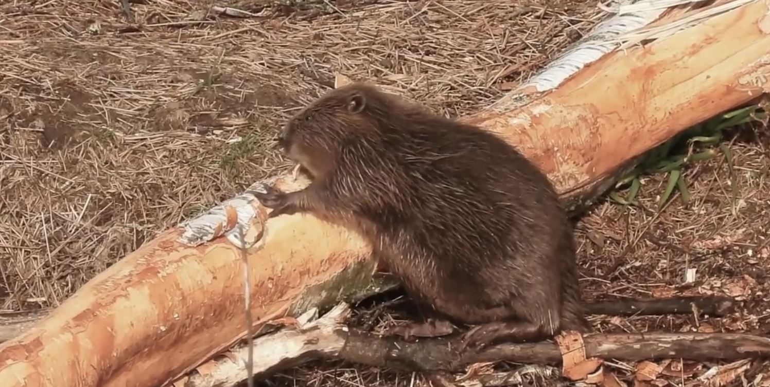 Beaver knawing on a log