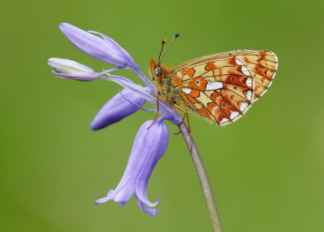 Photo © Iain H Leach of Butterfly Conservation Scotland