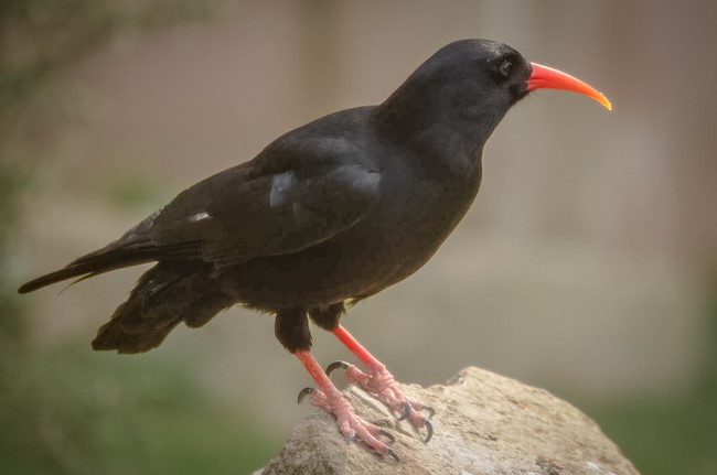 Chough not mine Chough not mine
