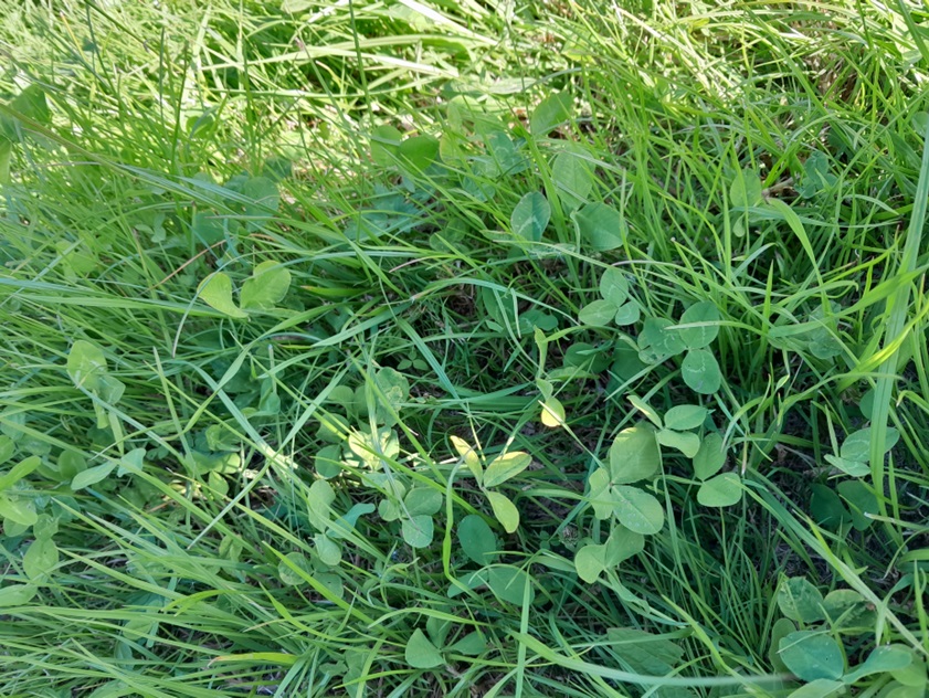 Clover Sward