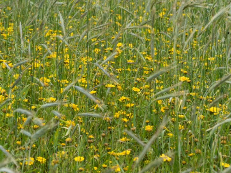 Corncrake habitat Uist Machair © H Bibby 