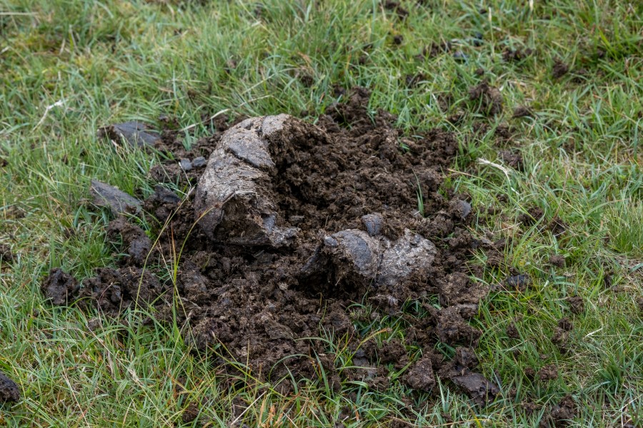 Cow pat probed by Choughs © H Bibby