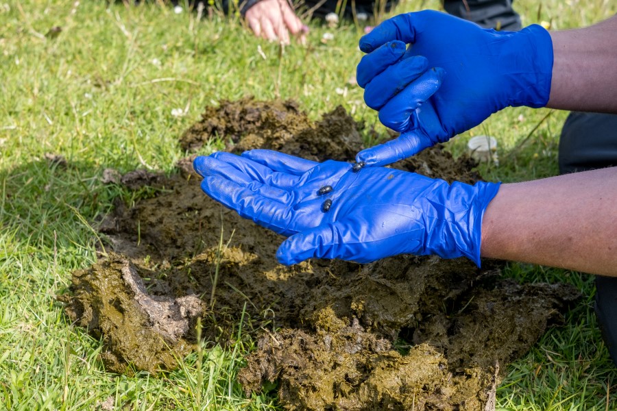 Dung Beetles found in cow pats © H Bibby