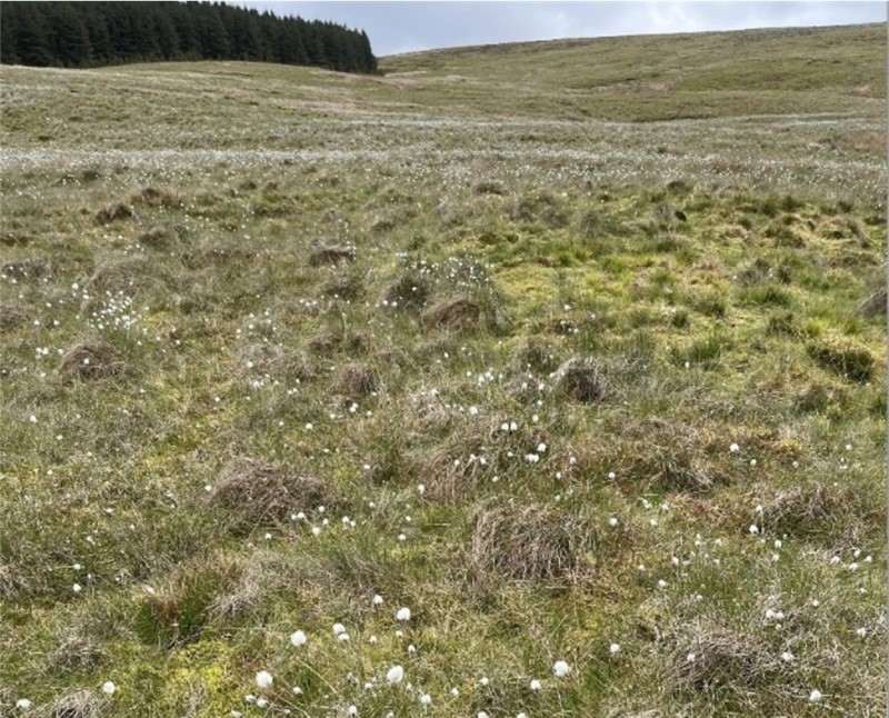 Grassland with flowers Grassland with flowers