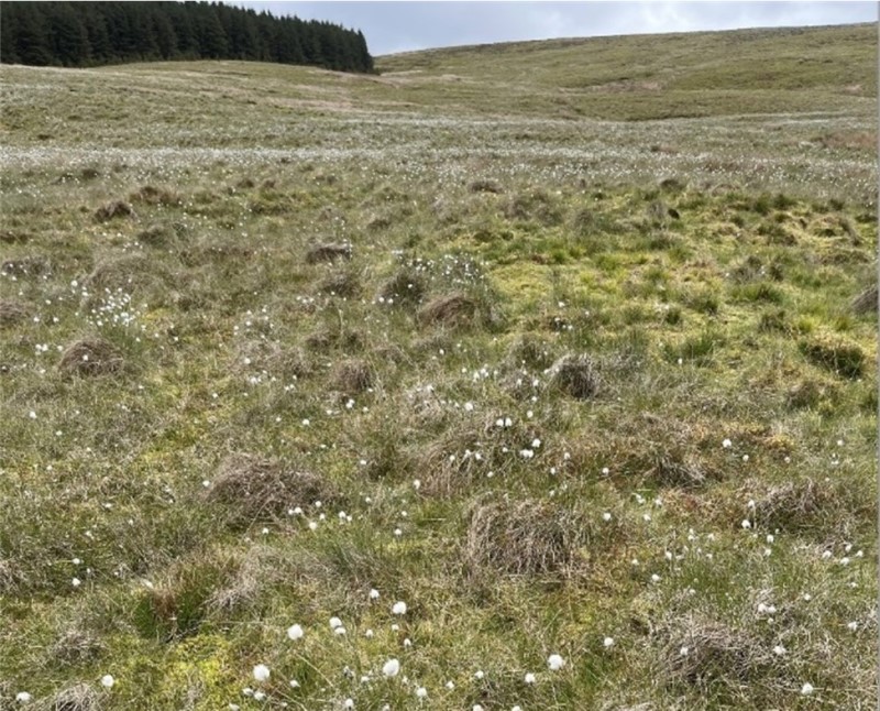 Grassland with flowers