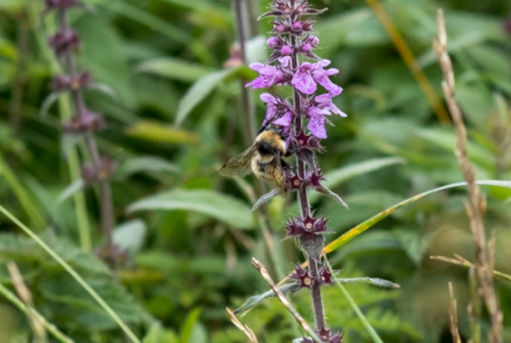 Great Yellow Bumblebee on Woundwort Tiree, © H Bibby.   