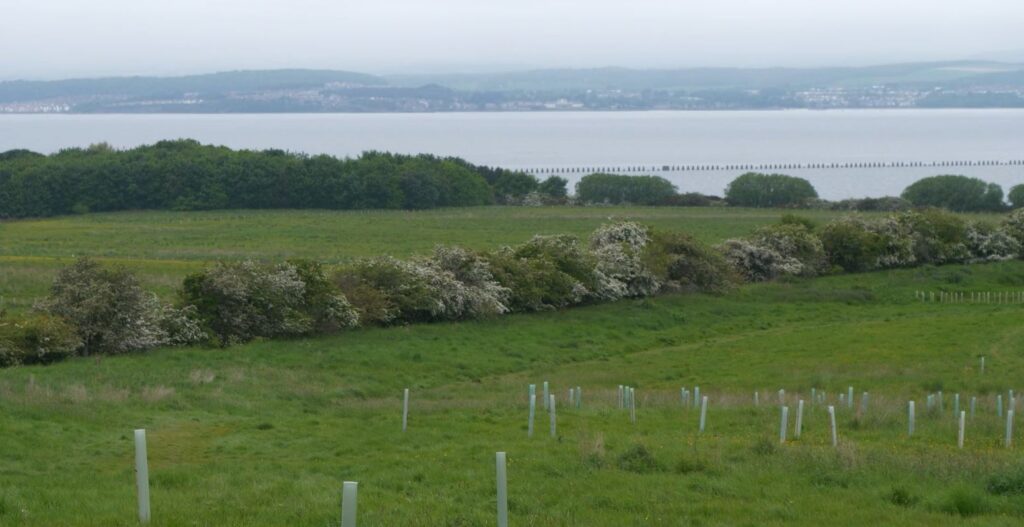 Picture of a field and trees planted