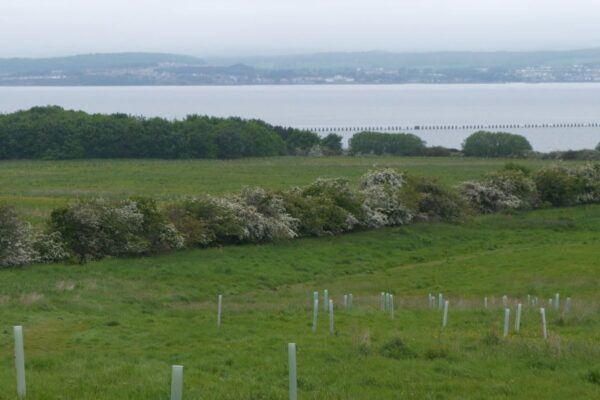 Picture of a field and trees planted