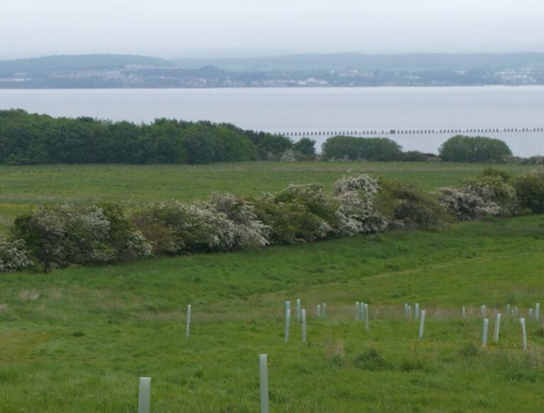 Picture of a field and trees planted