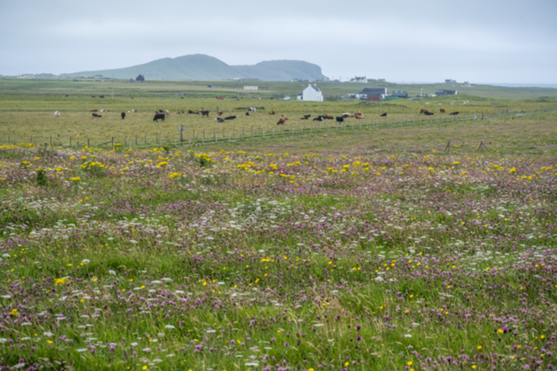 Machair with Cows in Distance