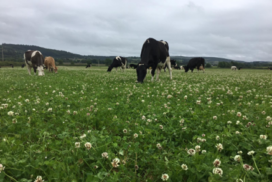 Cow grazing in a filed of grass/clover