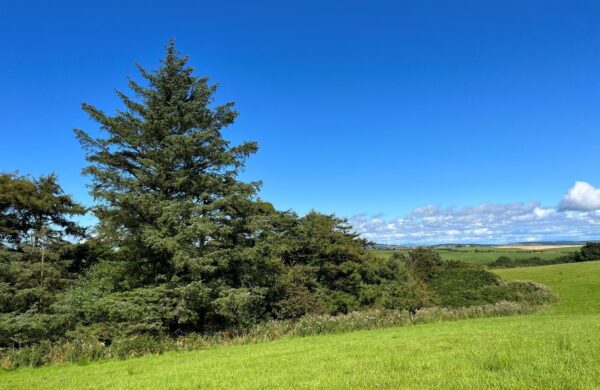 Trees bordering a green field
