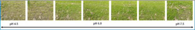 Soil PH