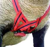 Tup with a harness