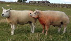 A tup and a ewe