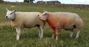 A tup and a ewe