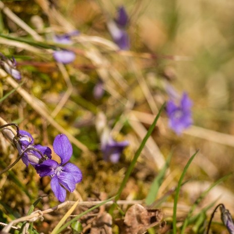 Violets in bracken Photo © H Bibby