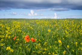 Wild Flowers Wild Flowers