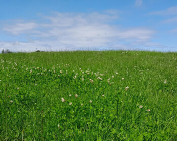 Field of grass and clover