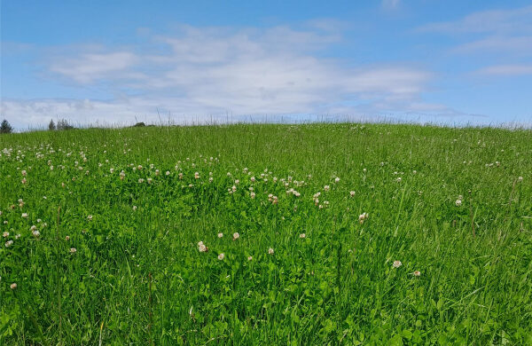 Field of grass and clover