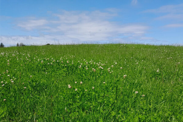 Field of grass and clover